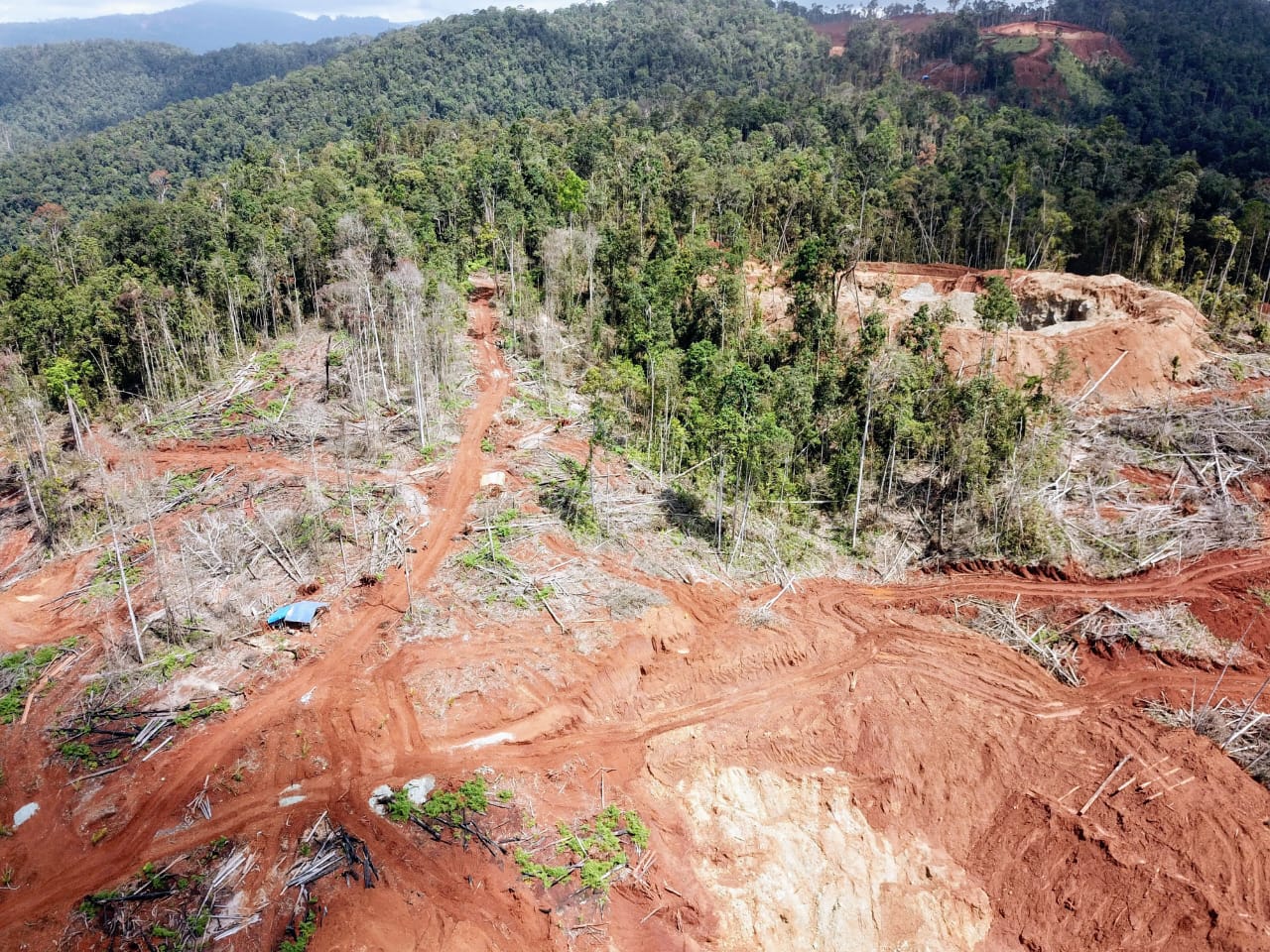 Bibit tanaman untuk program rehabilitasi DAS